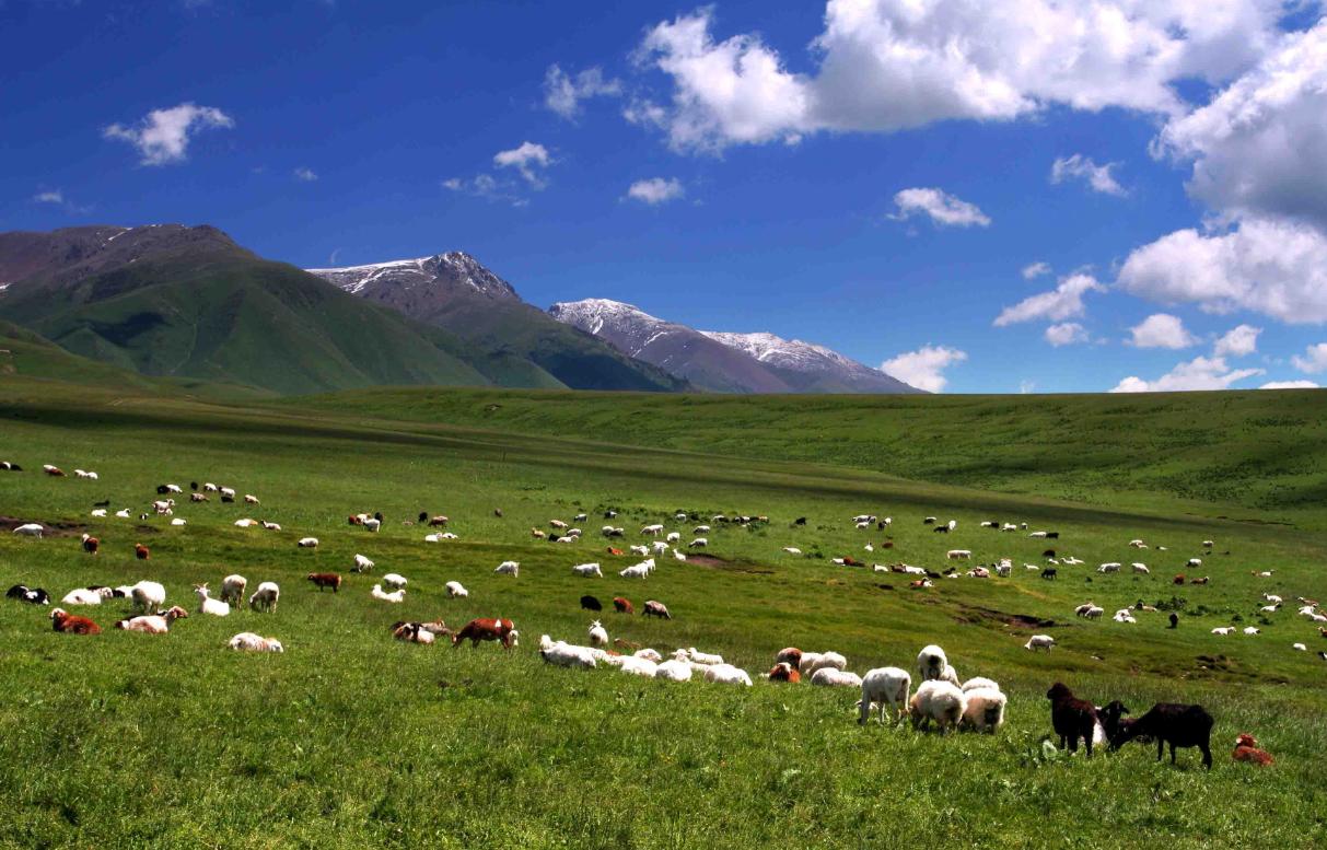 鄂尔多斯，草原之光的璀璨篇章